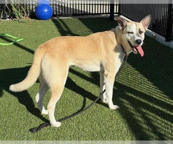 Medium Photo #2 Labsky Puppy For Sale in Baytown, TX, USA