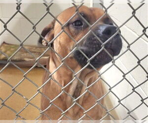 Mastiff-Unknown Mix Dogs for adoption in Anchorage, AK, USA