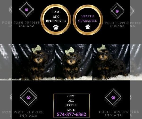 Medium Photo #6 Poodle (Miniature) Puppy For Sale in WARSAW, IN, USA