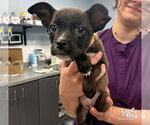 Small #3 Mutt