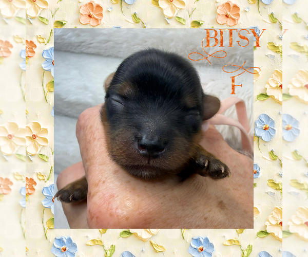 Medium Photo #1 Yorkshire Terrier Puppy For Sale in DAVENPORT, FL, USA