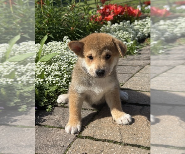 Medium Photo #5 Shiba Inu Puppy For Sale in CANOGA, NY, USA