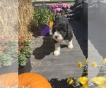Small Photo #28 Aussiedoodle Puppy For Sale in RUSSELL, IA, USA