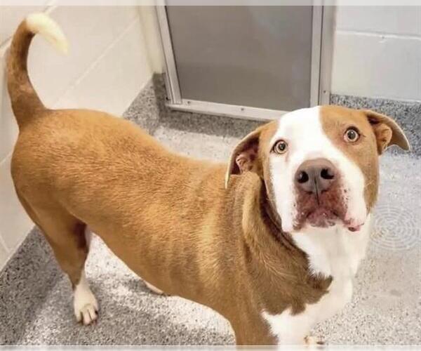 Medium Photo #3 American Pit Bull Terrier Puppy For Sale in Houston, TX, USA