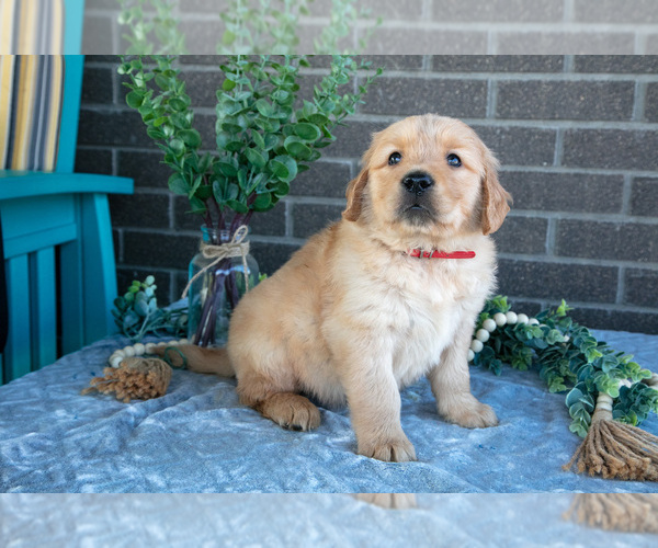 Medium Photo #2 Golden Retriever Puppy For Sale in MILLERSBURG, OH, USA
