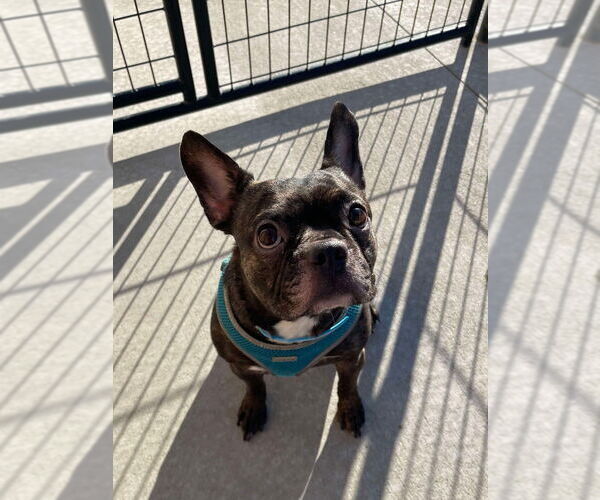 Medium Photo #1 French Bulldog Puppy For Sale in Bolivar, MO, USA