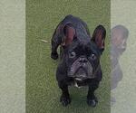 Small French Bulldog