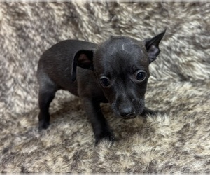 Rat Terrier Puppy for sale in WHITAKERS, NC, USA
