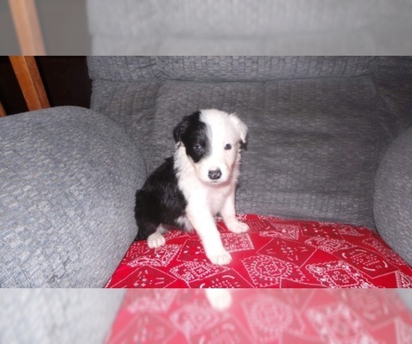 Medium Photo #24 Border Collie Puppy For Sale in AIKEN, SC, USA