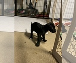 Small Photo #64 Great Dane Puppy For Sale in MARICOPA, AZ, USA