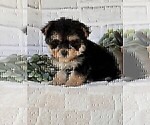 Small #12 Morkie