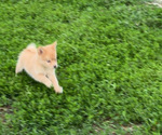 Small Photo #5 Pomsky Puppy For Sale in FORT MADISON, IA, USA