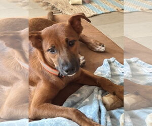 Labrador Retriever-Unknown Mix Dogs for adoption in Virginia Beach, VA, USA