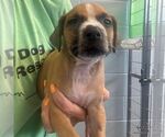 Small #1 Labrador Retriever Mix