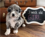 Small Photo #1 Aussiedoodle Puppy For Sale in FRANKLINTON, LA, USA