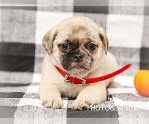 Jug-Pug Mix Puppy for sale in LIBERTY, KY, USA