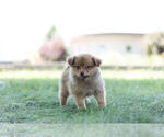 Small Photo #4 Pom-A-Poo Puppy For Sale in WARSAW, IN, USA