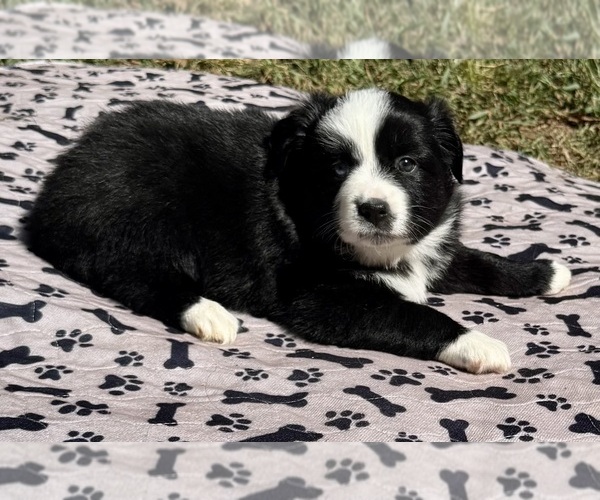 Medium Photo #1 Australian Shepherd Puppy For Sale in SALISBURY, NC, USA