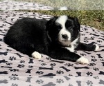Puppy Girl 5 Australian Shepherd