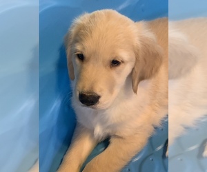 Golden Retriever Puppy for Sale in LAKE GEORGE, New York USA
