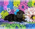 Small Photo #4 YorkiePoo Puppy For Sale in OXFORD, PA, USA