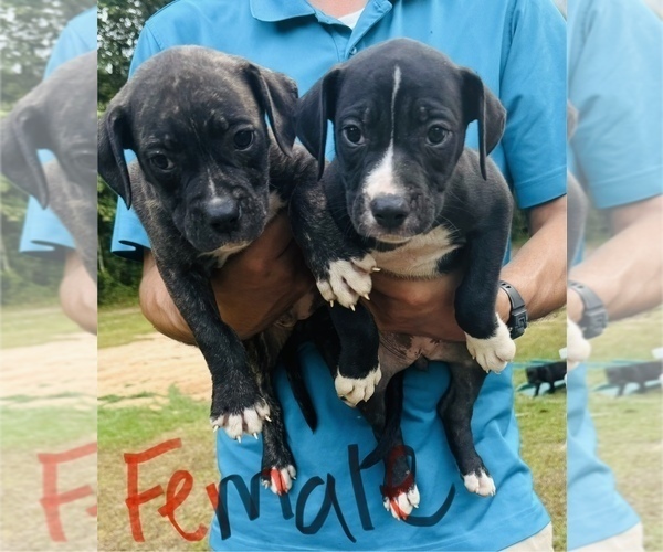 Medium Photo #3 Alapaha Blue Blood Bulldog Puppy For Sale in ALBANY, GA, USA