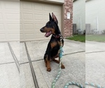 Small Photo #15 Doberman Pinscher Puppy For Sale in PALMDALE, CA, USA