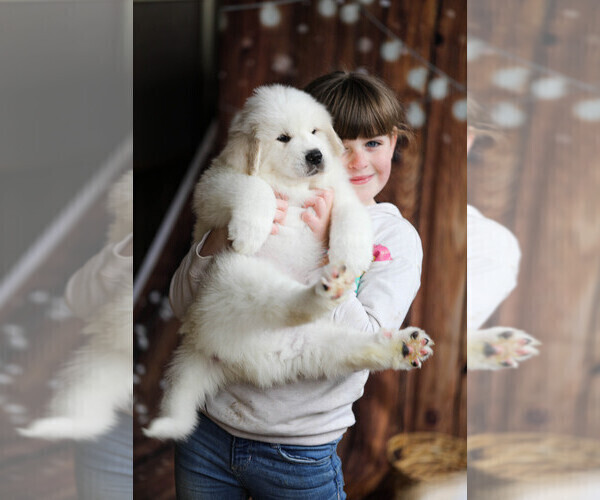 Medium Photo #2 Great Pyrenees Puppy For Sale in POWDER SPRINGS, GA, USA