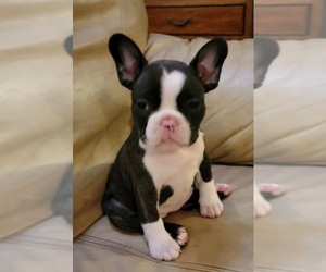 French Bulldog Puppy for sale in SPRING VALLEY, CA, USA