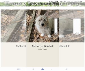 Father of the Cairn Terrier puppies born on 12/19/2023