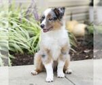 Small #4 Miniature Australian Shepherd