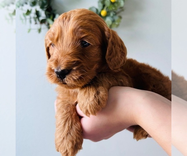 Medium Photo #2 Australian Labradoodle Puppy For Sale in SEATTLE, WA, USA