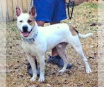 Small #2 American Staffordshire Terrier Mix