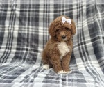 Small #5 Cavapoo