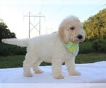Small #63 Goldendoodle