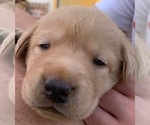 Small Photo #12 Labrador Retriever Puppy For Sale in LITTLE ROCK, AR, USA