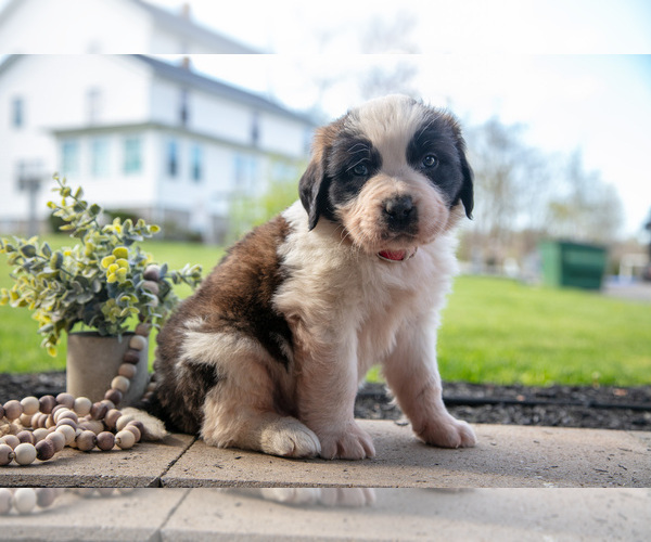 Medium Photo #11 Saint Bernard Puppy For Sale in WEST FARMINGTON, OH, USA