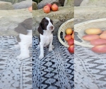 Puppy Amber English Springer Spaniel