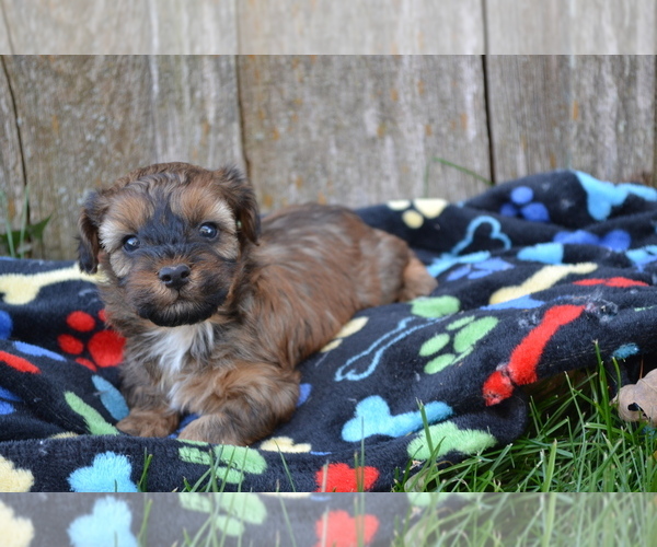 Medium Photo #1 Poodle (Miniature) Puppy For Sale in GREENWOOD, WI, USA