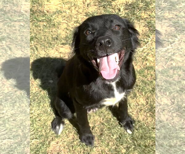 Medium Photo #1 Border Collie-Colonial Cocker Spaniel Mix Puppy For Sale in Wetumpka, AL, USA