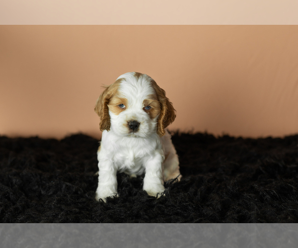 Medium Photo #2 Cocker Spaniel Puppy For Sale in NAPPANEE, IN, USA