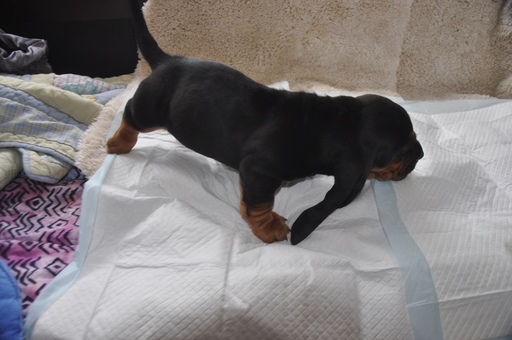 Medium Photo #9 Basset Hound Puppy For Sale in DEER VALLEY, UT, USA