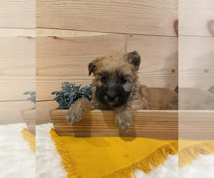 Soft Coated Wheaten Terrier Puppy for sale in DOSS, MO, USA