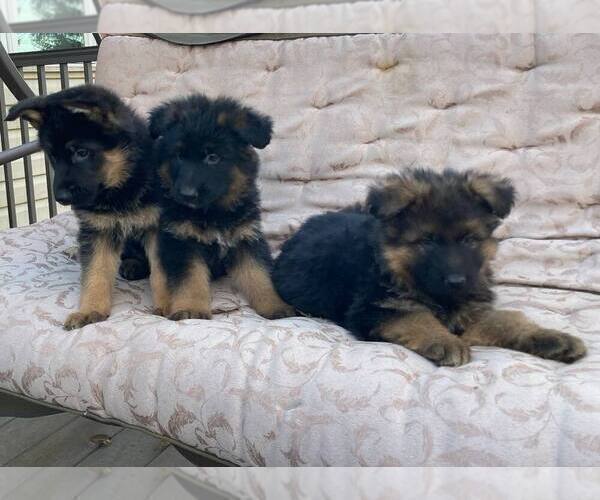 Medium Photo #5 German Shepherd Dog Puppy For Sale in CURTISS, WI, USA