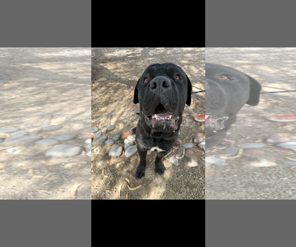 Medium Photo #6 Mastiff Puppy For Sale in Goodyear, AZ, USA