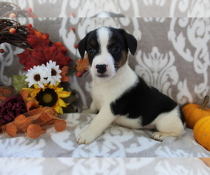 Jack Russell Terrier Puppy for sale in SHILOH, OH, USA