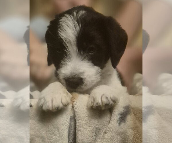 Medium Photo #2 Labrador Retriever-Unknown Mix Puppy For Sale in The Woodlands, TX, USA