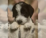 Small #1 Labrador Retriever Mix
