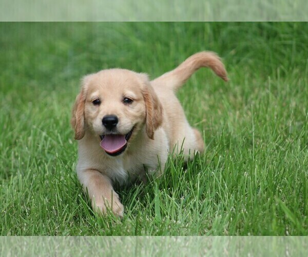 Medium Photo #8 Golden Irish Puppy For Sale in JONES, MI, USA