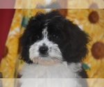 Small #2 Cavachon